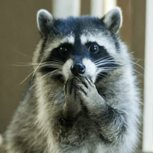 animal mammal raccoon