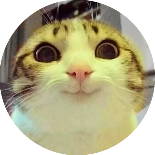 mammal small to medium-sized cats cat