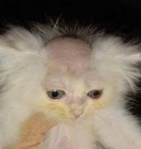 Sticker s3372b7b9ae71506d89b727c1f0ea0305_by_sozdat_stikery_bot - 1