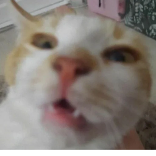 Стикер s3399223145930_by_StickerEdit_bot - 1