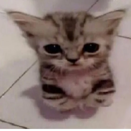 Стикер s3399223145930_by_StickerEdit_bot - 1