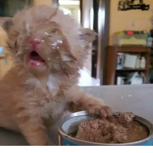 Sticker s3399223145930_by_StickerEdit_bot - 1