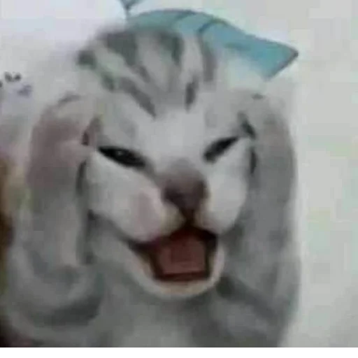 Стикер s3399223145930_by_StickerEdit_bot - 1