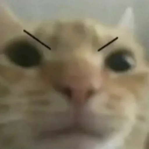 Стикер s3399223145930_by_StickerEdit_bot - 1