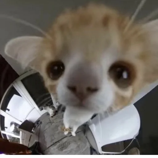 Sticker s3399223145930_by_StickerEdit_bot - 1