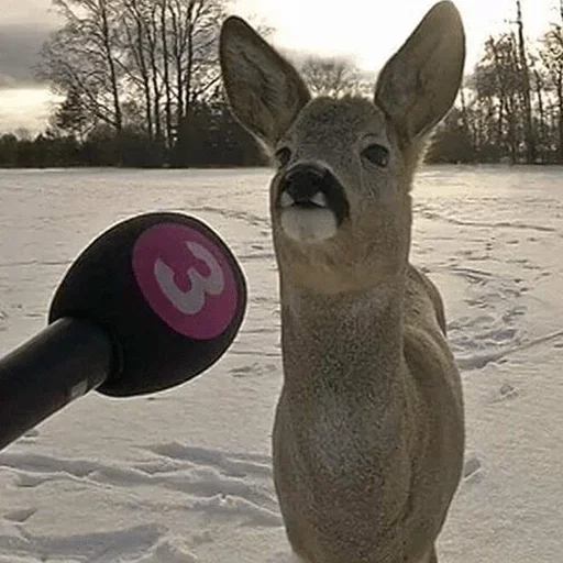 Sticker Favorite Sticker by @fStikBot - 1