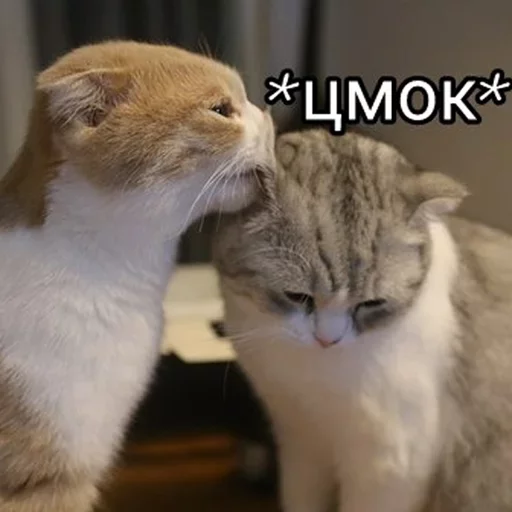 животное млекопитающее кошка