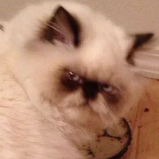 mammal animal indoor