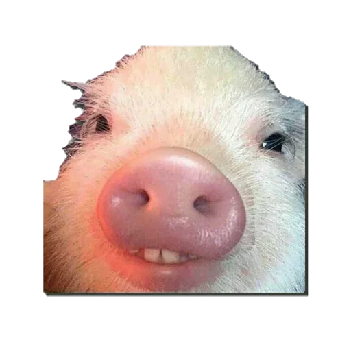 mammal animal swine