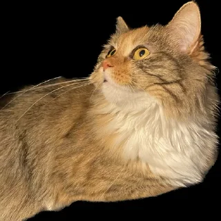 Стикер Создано в @StickerEdit_bot - 8