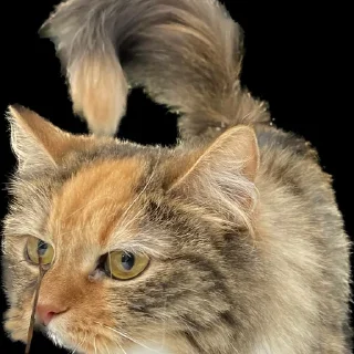 Стикер Создано в @StickerEdit_bot - 7