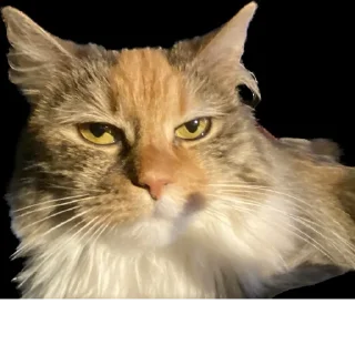 Стикер Создано в @StickerEdit_bot - 10