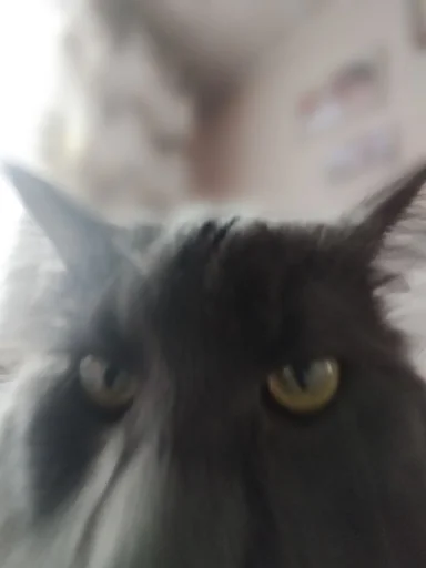 چوسنا @sozdat_stikery_bot - 