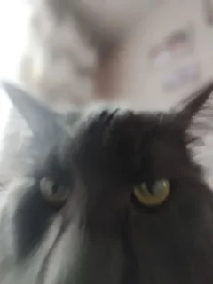 Sticker چوسنا @sozdat_stikery_bot - 8