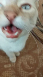 Sticker چوسنا @sozdat_stikery_bot - 10