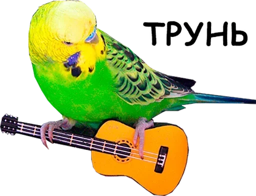 птица животное Попугай