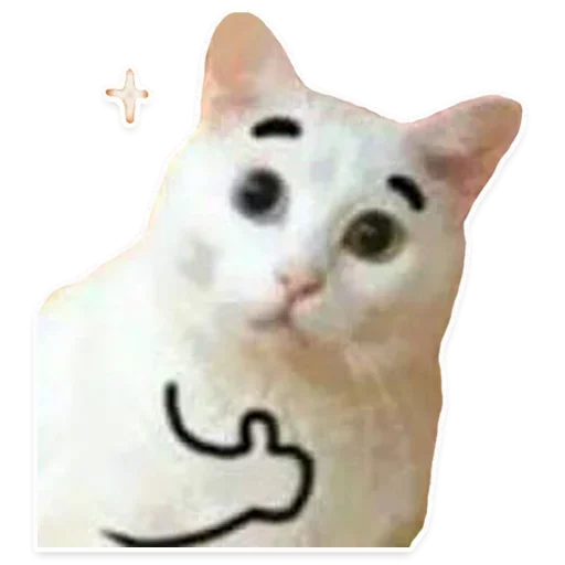 domestic cat cat small to medium-sized cats