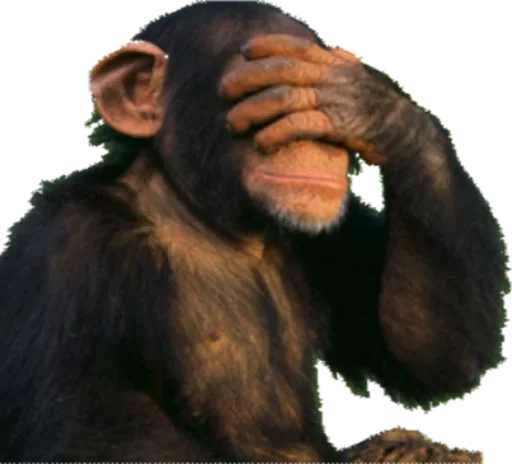 животное млекопитающее обезьяна