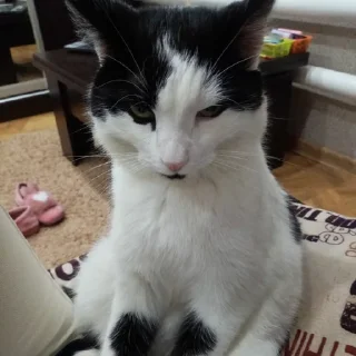 Sticker Собрано в @StickerEdit_bot - 6