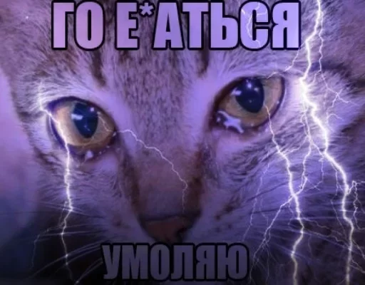 animal mammal domestic cat