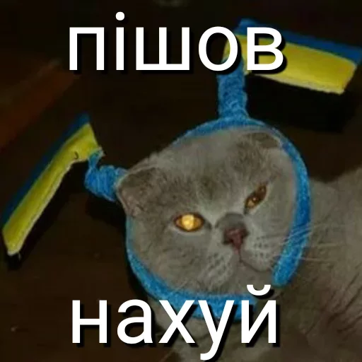 text domestic cat cat