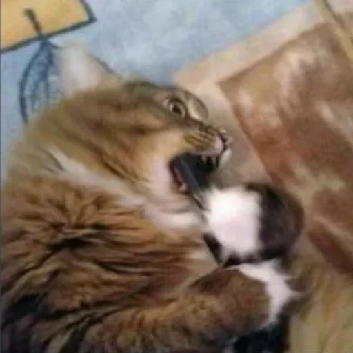 животное млекопитающее кошка