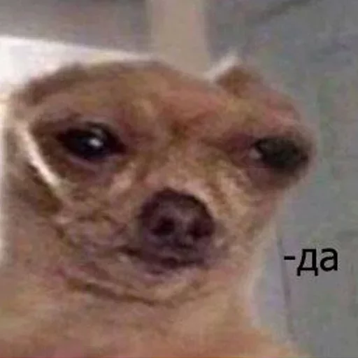 млекопитающее животное собака