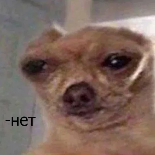 млекопитающее животное рыло