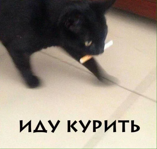 small to medium-sized cats mammal animal