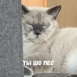 Sticker Создано в @StickerEdit_bot - 9