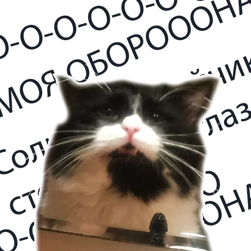 кошки малого и среднего размера млекопитающее животное