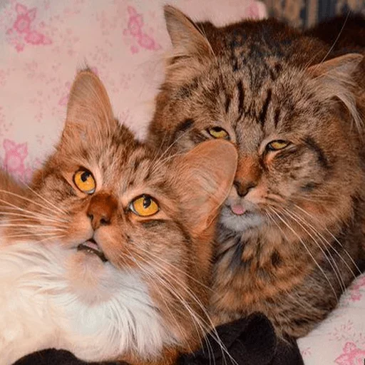 животное кошка млекопитающее