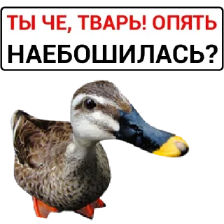 Sticker Самые Лучшие Стикеры - 4