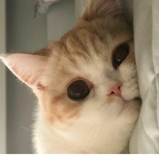 @StickerEdit_bot :: @StickerEdit - 