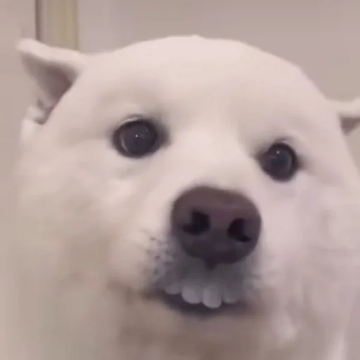 Sticker s5835051891639_by_StickerEdit_bot - 1