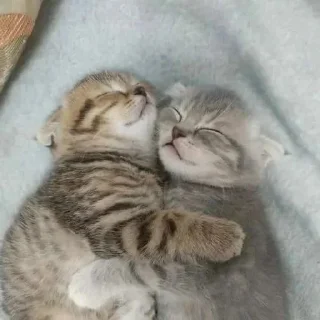 Sticker @StickerEdit_bot :: @StickerEdit - 0