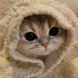 Sticker @StickerEdit_bot :: @StickerEdit - 1