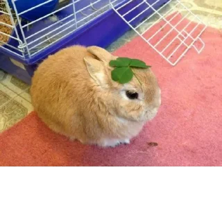 Стикер @StickerEdit_bot :: @StickerEdit - 8