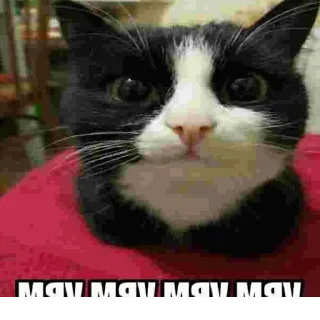 Стикер @StickerEdit_bot :: @StickerEdit - 10