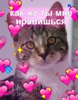 Sticker Самые Лучшие Стикеры - 5