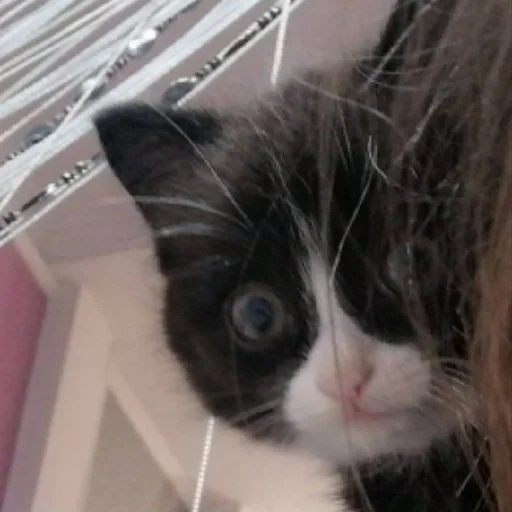 Sticker s6868324881137_by_StickerEdit_bot - 1