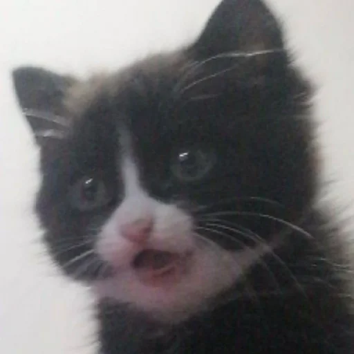 Стикер s6868324881137_by_StickerEdit_bot - 1