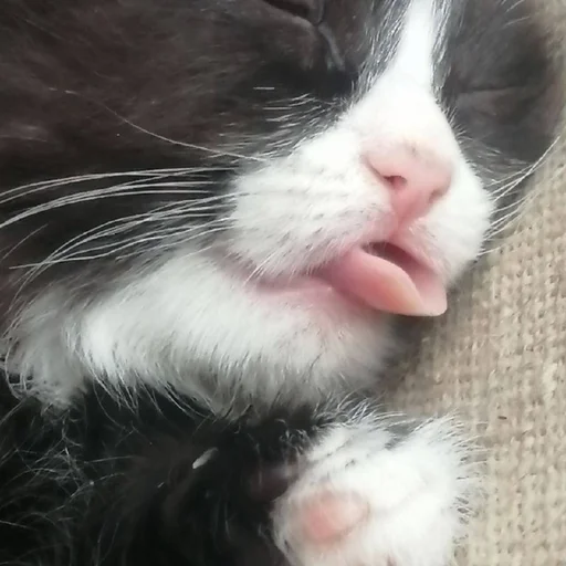 Sticker s6868324881137_by_StickerEdit_bot - 1