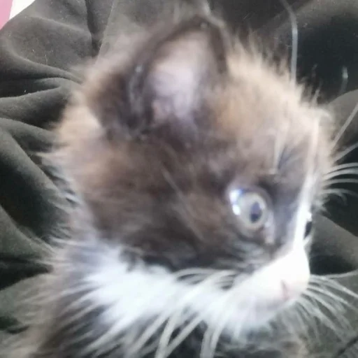 Стикер s6868324881137_by_StickerEdit_bot - 1