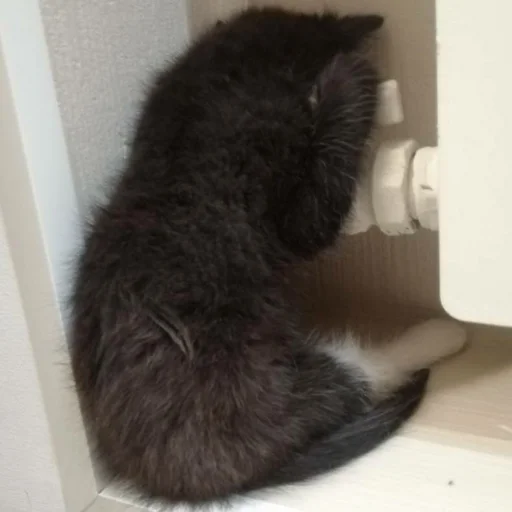 Sticker s6868324881137_by_StickerEdit_bot - 1