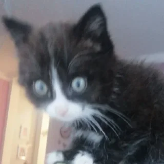 Стикер @StickerEdit_bot :: @StickerEdit - 11