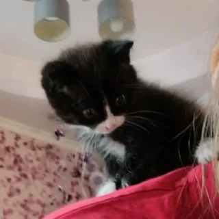 Стикер @StickerEdit_bot :: @StickerEdit - 7