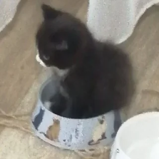 Стикер @StickerEdit_bot :: @StickerEdit - 8