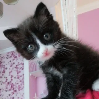 Стикер @StickerEdit_bot :: @StickerEdit - 3