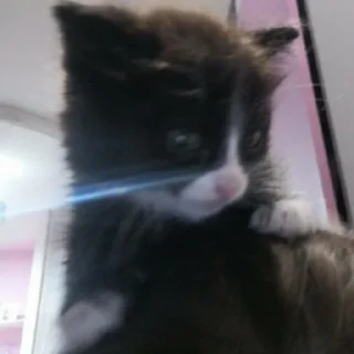 Стикер @StickerEdit_bot :: @StickerEdit - 1